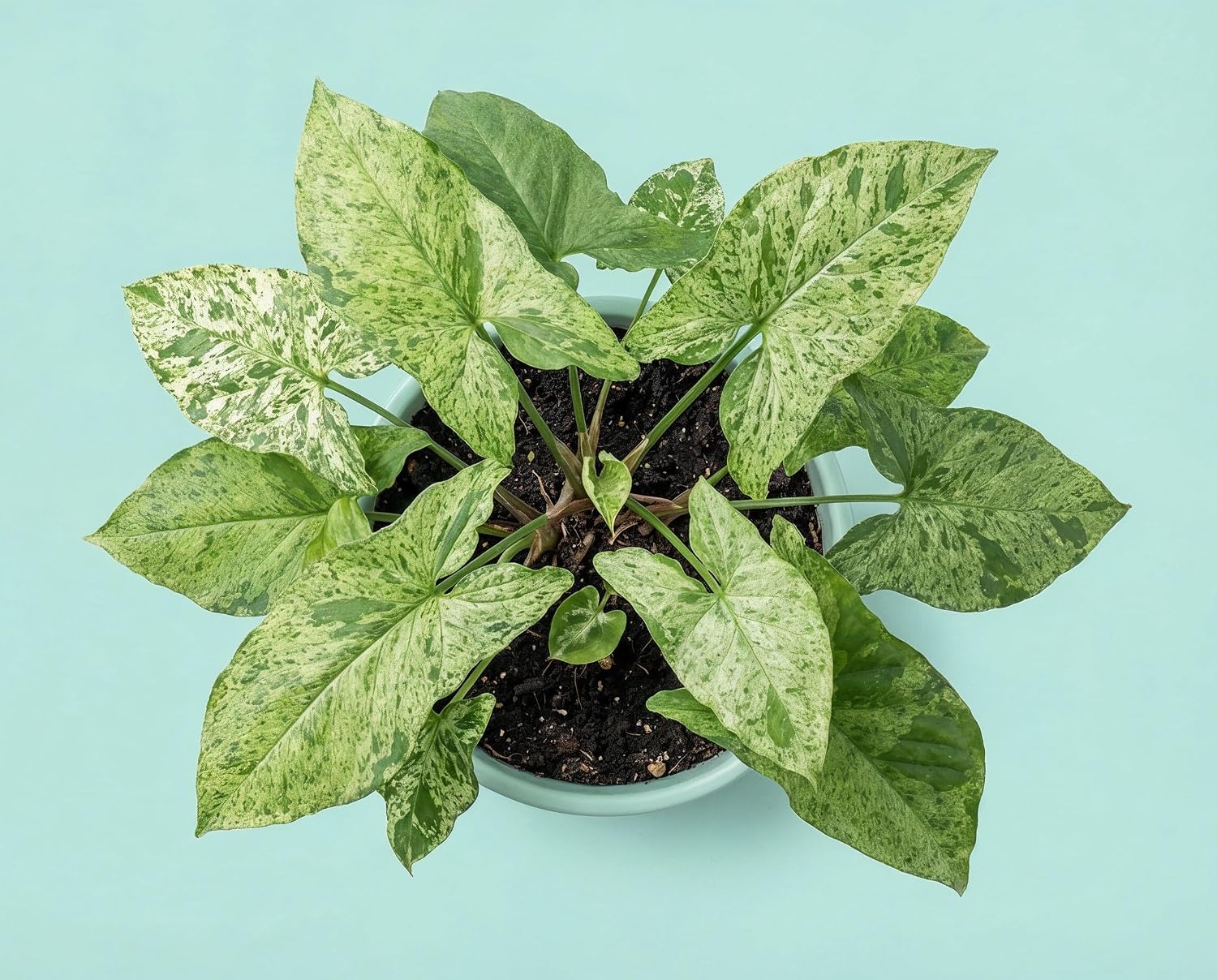 Syngonium Mottled - Panaschierte Kletterpflanze mit variabler Weiß-Grün Musterung