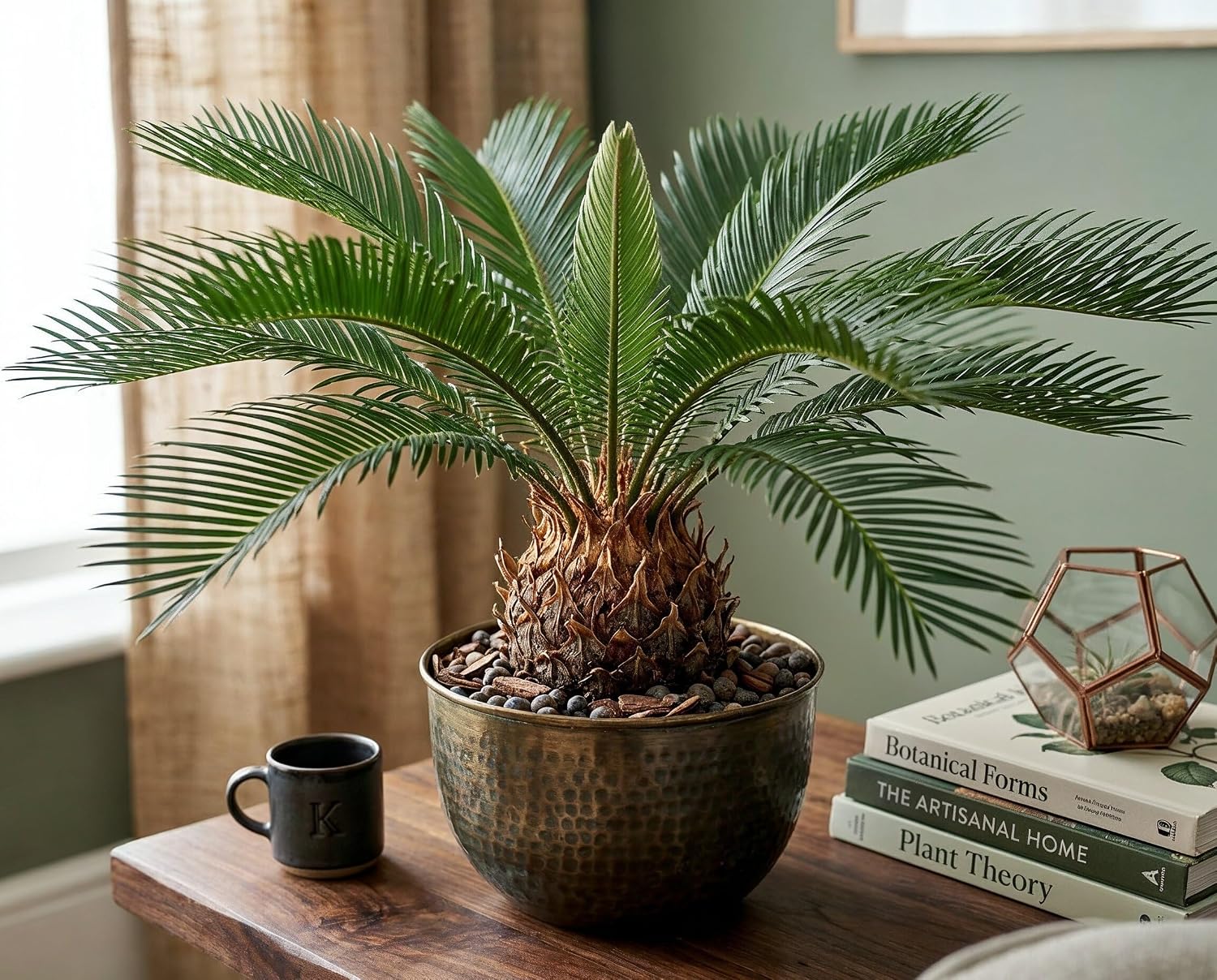 Cycas revoluta Palmfarn - Urzeitpflanze mit palmenartiger Blattkrone