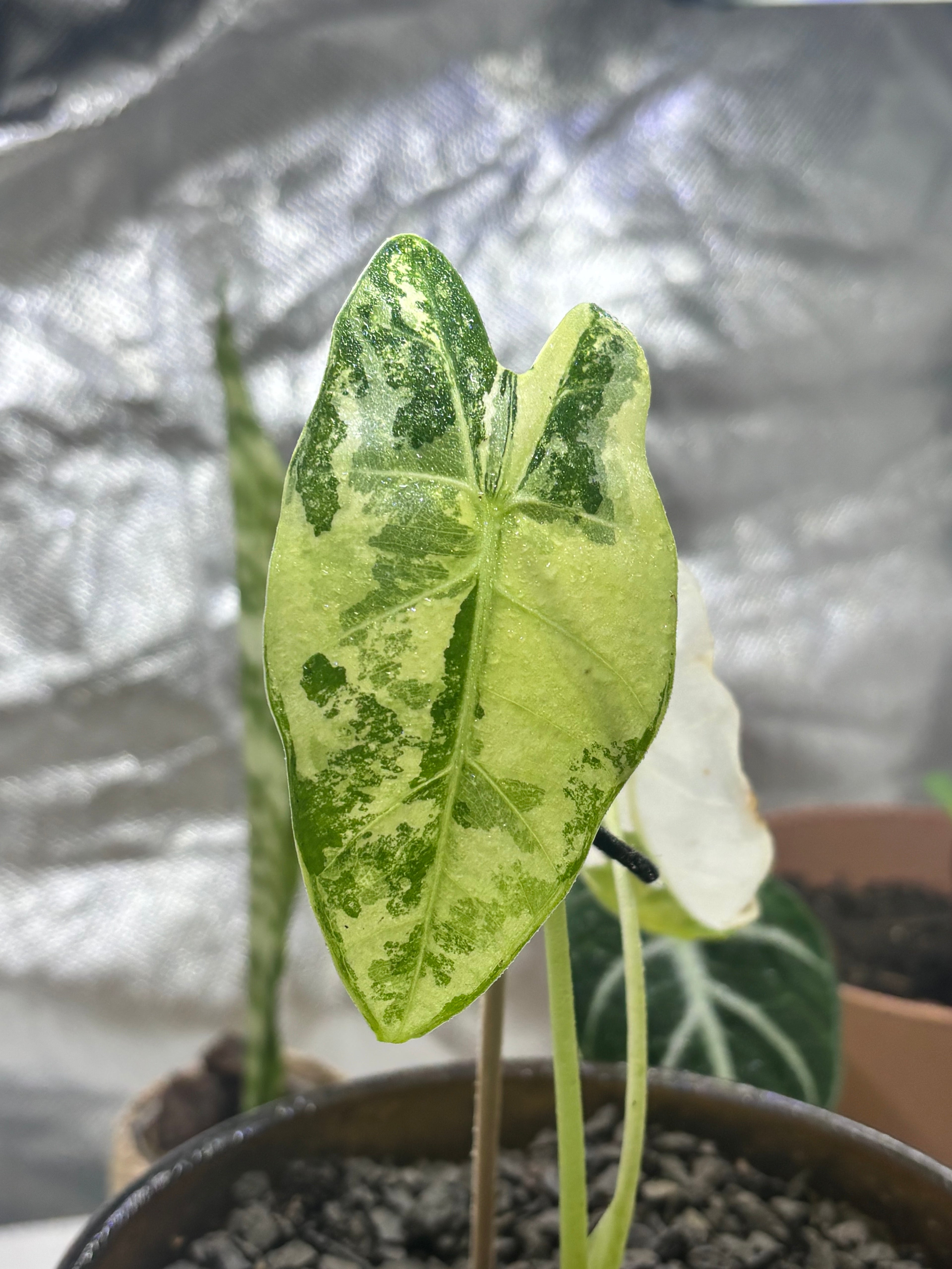 Alocasia micholitziana ‘Frydek’ Variegata | Variegata entwickelt sich | entscheidendes 3. Blatt kommt noch