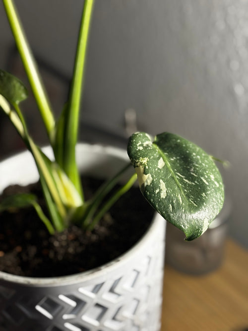 Monstera Thai Constellation – Handgezogene Jungpflanze