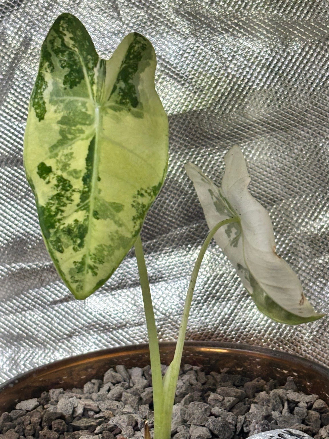 Alocasia micholitziana ‘Frydek’ Variegata | Variegata entwickelt sich | entscheidendes 3. Blatt kommt noch