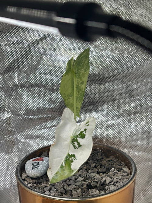 Alocasia micholitziana ‘Frydek’ Variegata | Variegata entwickelt sich | entscheidendes 3. Blatt kommt noch