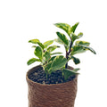 Peperomia obtusifolia – Handgezogene Jungpflanze