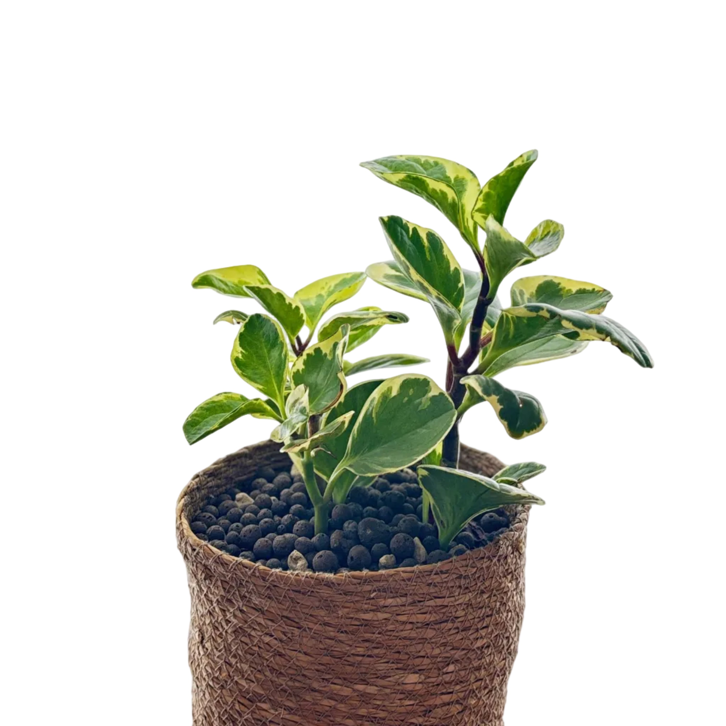 Peperomia obtusifolia – Handgezogene Jungpflanze