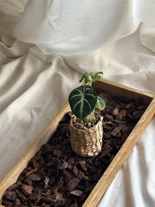 Alocasia Black Velvet – Handgezogene Jungpflanze