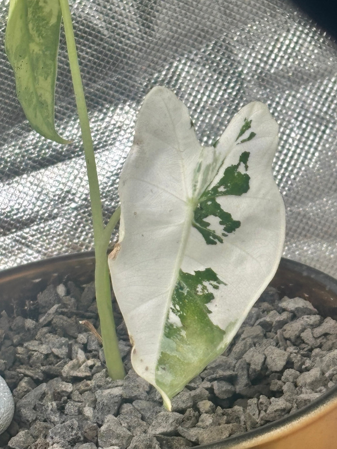 Alocasia micholitziana ‘Frydek’ Variegata | Variegata entwickelt sich | entscheidendes 3. Blatt kommt noch