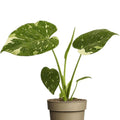 Monstera Thai Constellation – Handgezogene Jungpflanze