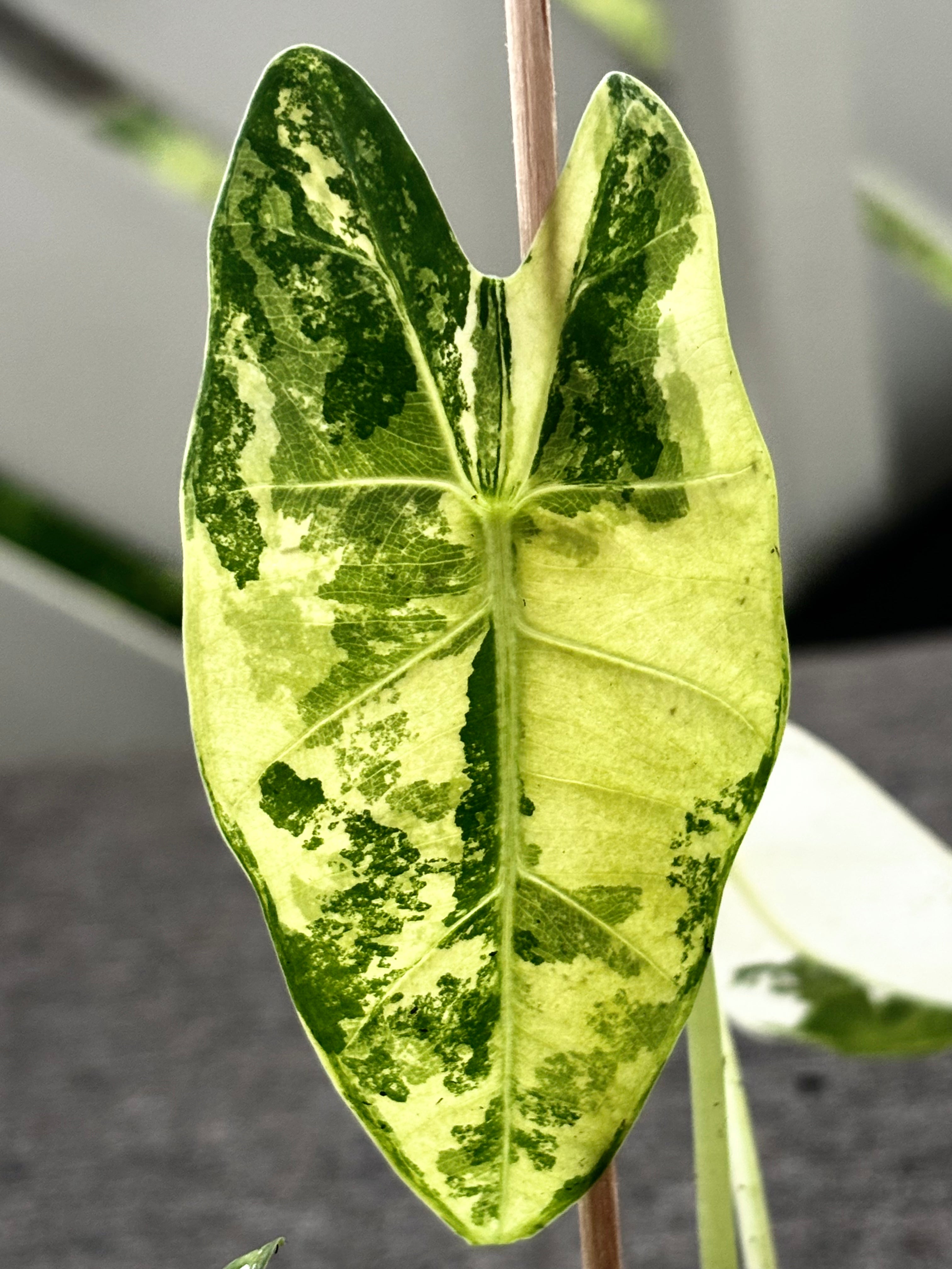 Alocasia micholitziana ‘Frydek’ Variegata | Variegata entwickelt sich | entscheidendes 3. Blatt kommt noch