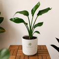 Strelitzie (Strelitzia nicolai) – Tropische Zimmerpflanze ca. 35 cm | Im Kulturtopf