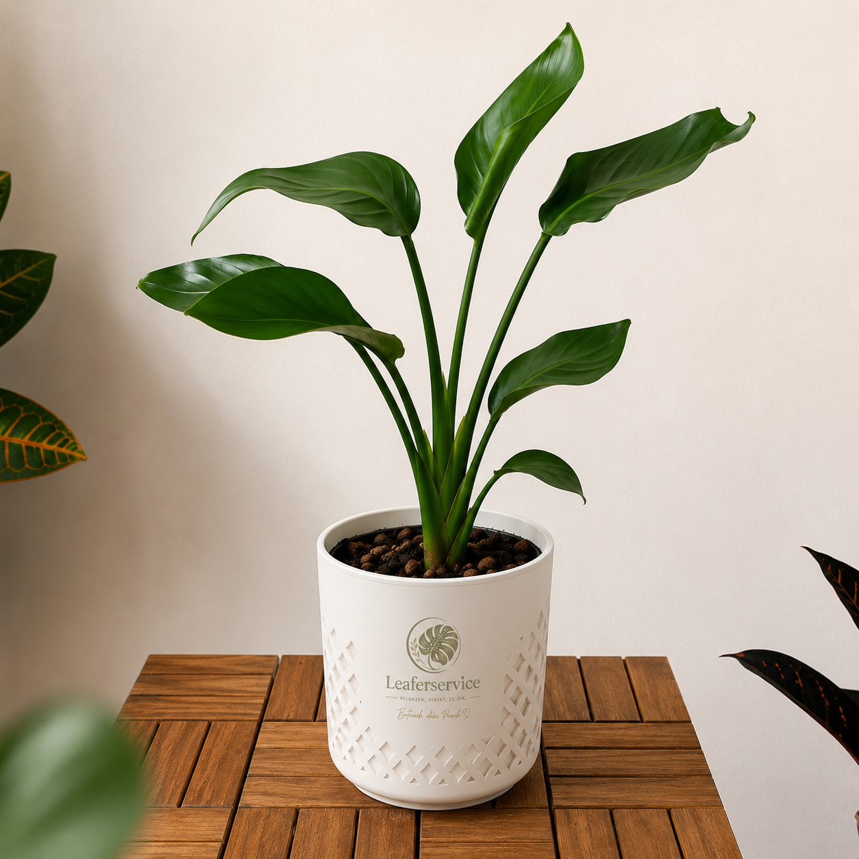 Strelitzie (Strelitzia nicolai) – Tropische Zimmerpflanze ca. 35 cm | Im Kulturtopf