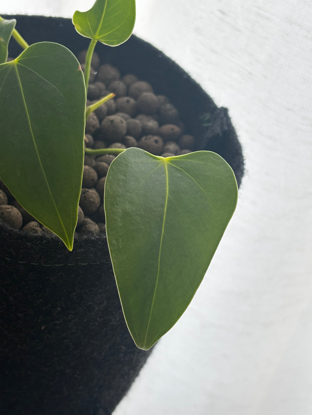 Philodendron Hederaceum - Handgezogene Jungpflanze