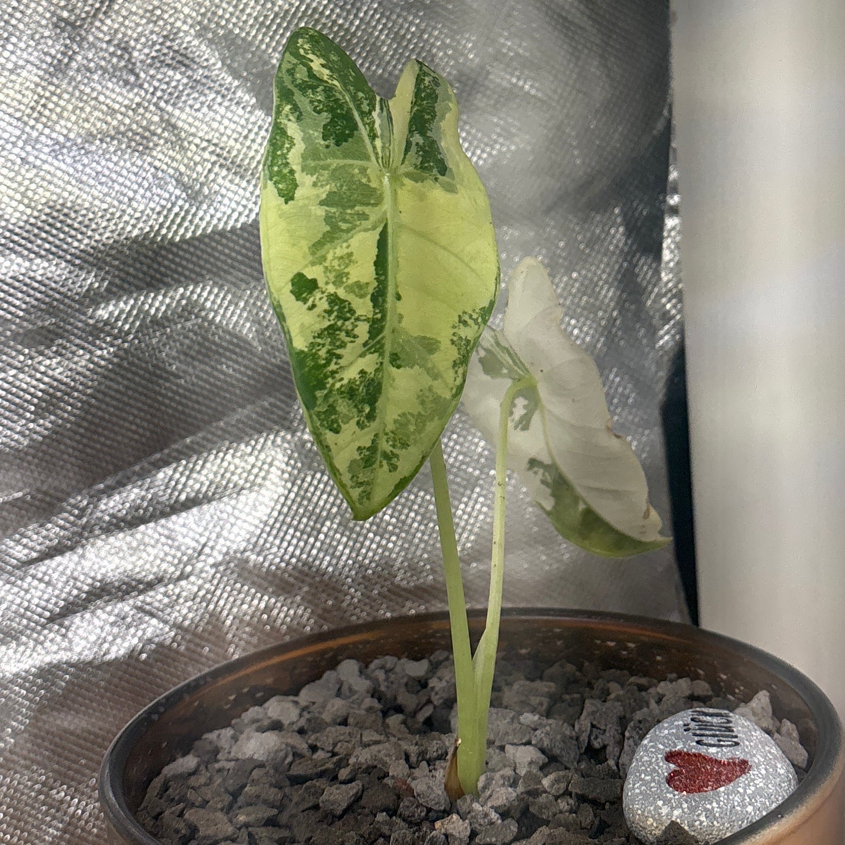 Alocasia micholitziana ‘Frydek’ Variegata | Variegata entwickelt sich | entscheidendes 3. Blatt kommt noch